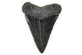 Serrated, Fossil Great White Shark Tooth - South Carolina #375810-1